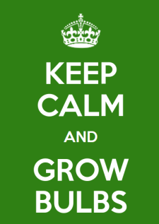 Keep calm & grow bulbs